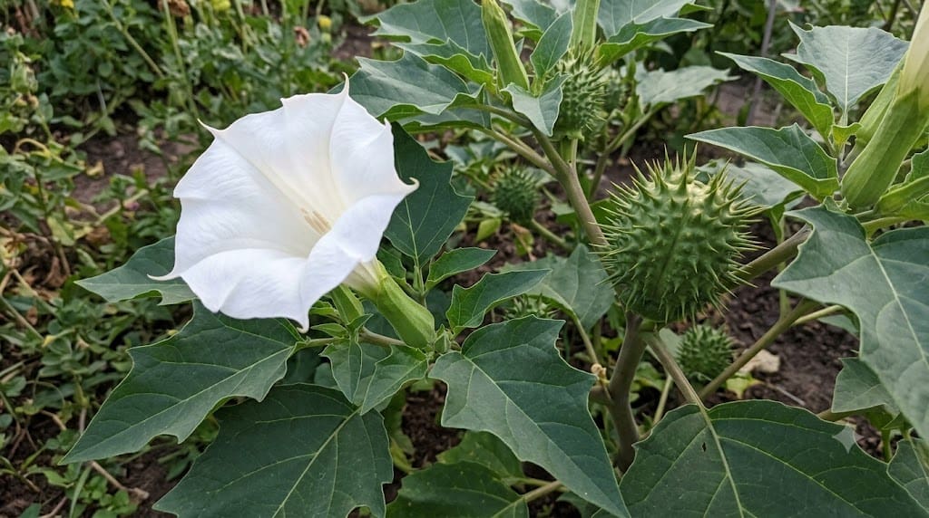 Datura on Online Shopping Platforms: Why Karnataka Took Action and What Consumers Need to Know 1 Datura fruit and flower