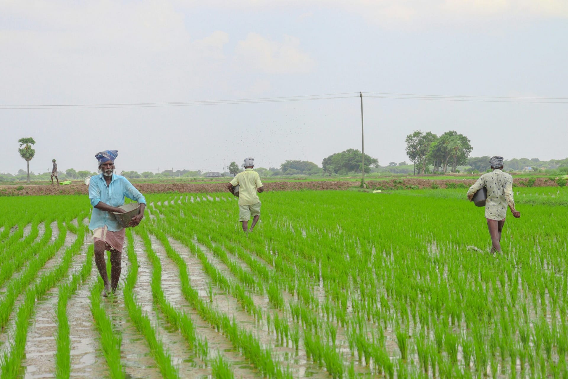 Pradhan Mantri Fasal Bima Yojana (PMFBY): Complete Guide for Farmers 1 Pradhan Mantri Fasal Bima Yojana