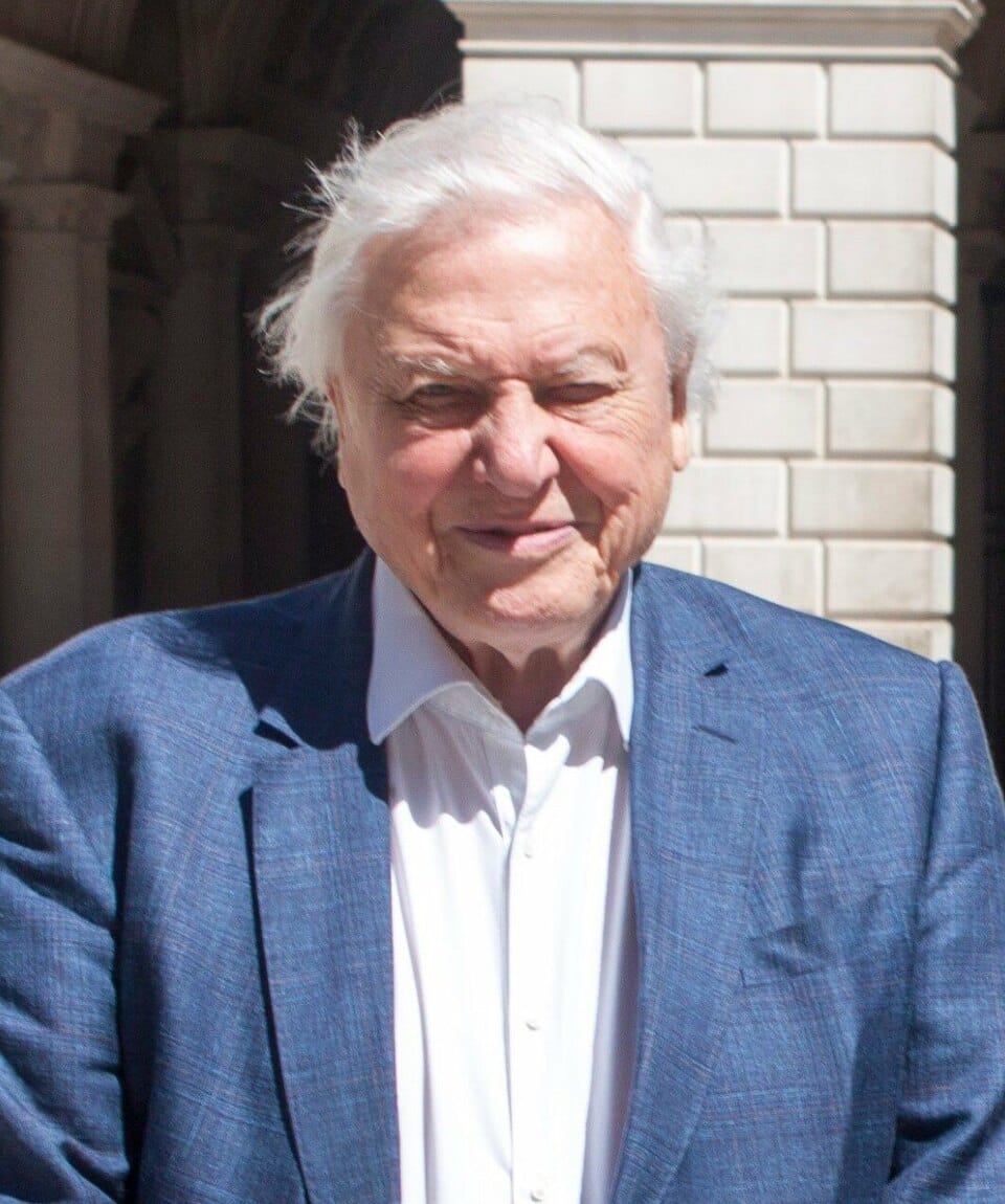 The Man Who Gave Earth a Voice: Sir David Attenborough at 100 1 Sir David Attenborough, legendary British naturalist and broadcaster, celebrated on his 100th birthday — surrounded by the lush jungle imagery that defined his life's work.